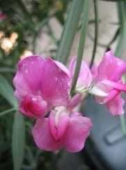 Lathyrus Chilensis Seeds ~ Rare ~ Rare Plants ~ Grow Your Own ~ Spring Flowers ~ Instead of Flowers ~ Presents