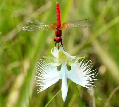 Fringed Orchid Seeds ~ Habenaria Radiata ~ Crane Orchid ~ Pecteilis Radiata ~