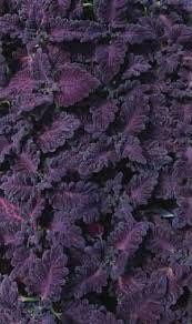 Black Dragon Coleus Seeds ~ Plants ~ Garden ~ Grow Your Own ~ Spring Flowers ~ Instead of Flowers ~ Flowers