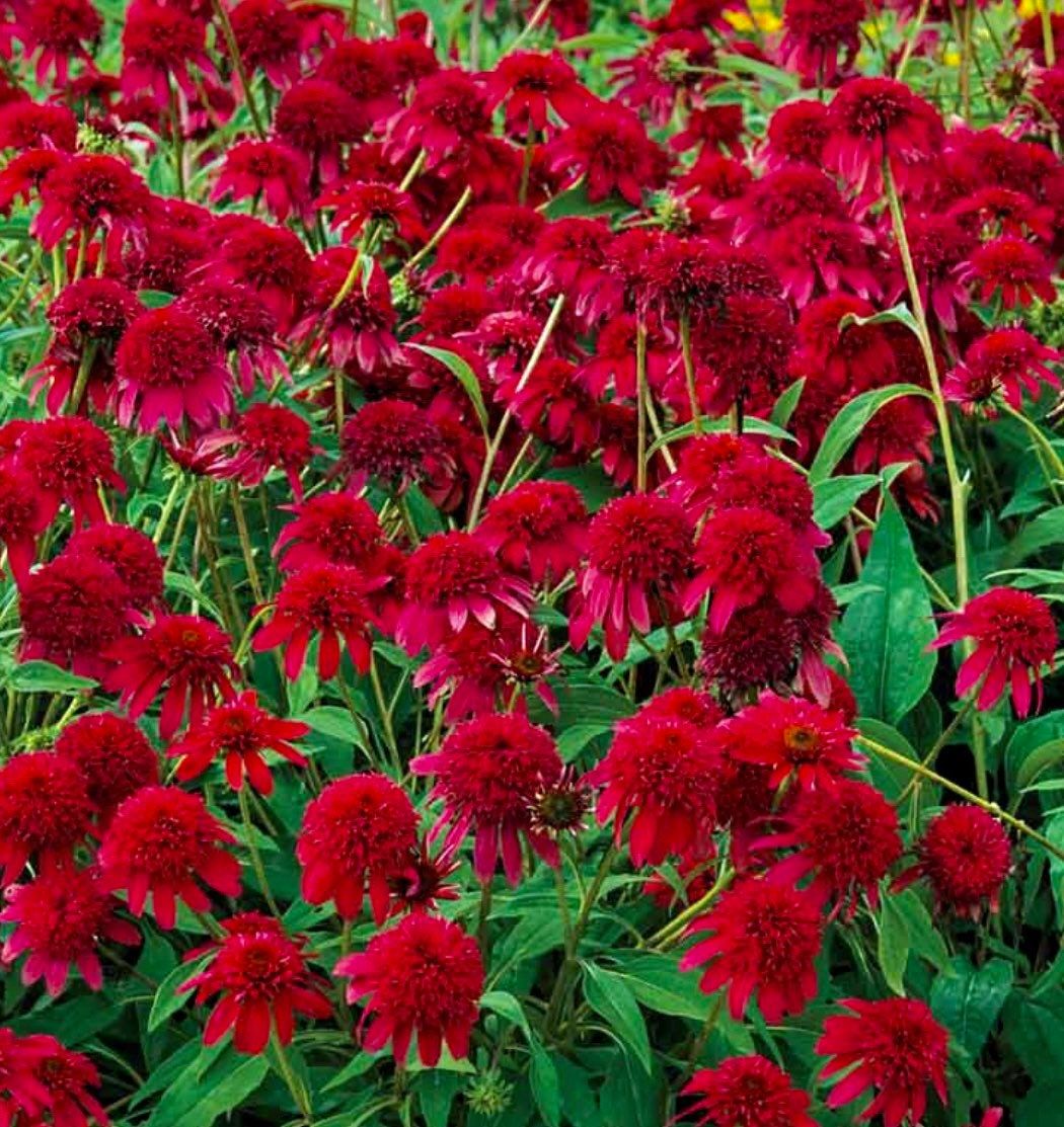 Double Cranberry Coneflower Seeds ~ Echinacea Hybrid ~ Flowering Plant ~ Unusual Flowers ~ Flower ~ Growing Flowers ~ Garden ~ Plant