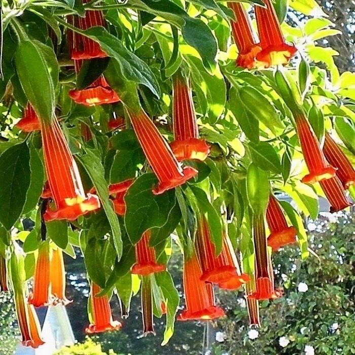 Scarlet Angel’s Trumpet Vine Seeds ~ Brugmansia Sanguinea ~ Trumpet Creeper ~ Fresh Seeds ~ Blooms ~ Flowers ~ Instead of Flowers ~ Red