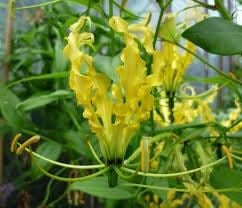 Gloriosa Lutea Seeds ~ Rare ~ Grow Your Own ~ Spring Flowers ~ Instead of Flowers ~ Presents