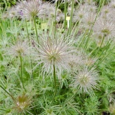 Purple Pasque Flower Anemone Seeds ~ Pulsatilla Vulgaris ~ Plants ~ Garden ~ Grow Your Own ~ Spring Flowers ~ Instead of Flowers ~ Presents