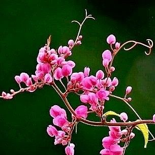 Rare Pink Coral Vine Chain of Love Seeds ~ Antigonon Leptopus ~ Heart Shaped Flowers ~ Blooms ~ Cut Flowes ~ Beautiful ~ Bouquets