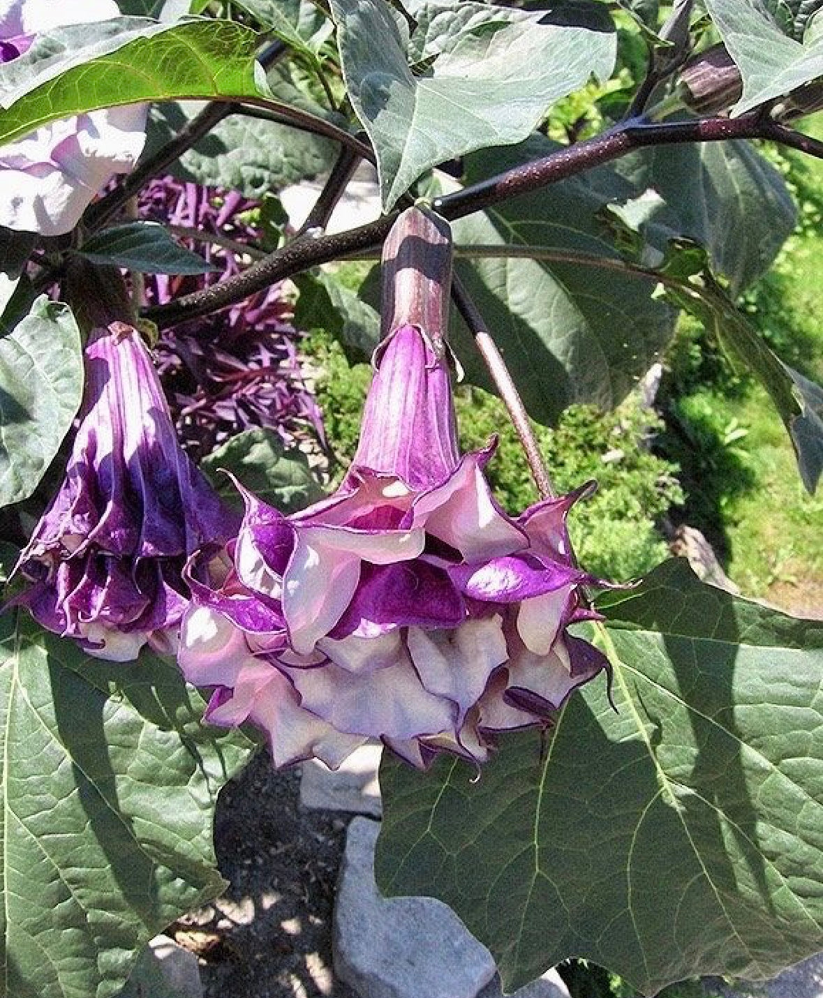 Double Datura Devil’s Golden Yellow Queen Seeds ~ Angel Trumpet ~ Datura Metel ~Datura Golden Yellow Queen ~ Chlorantha ~ Moonflower