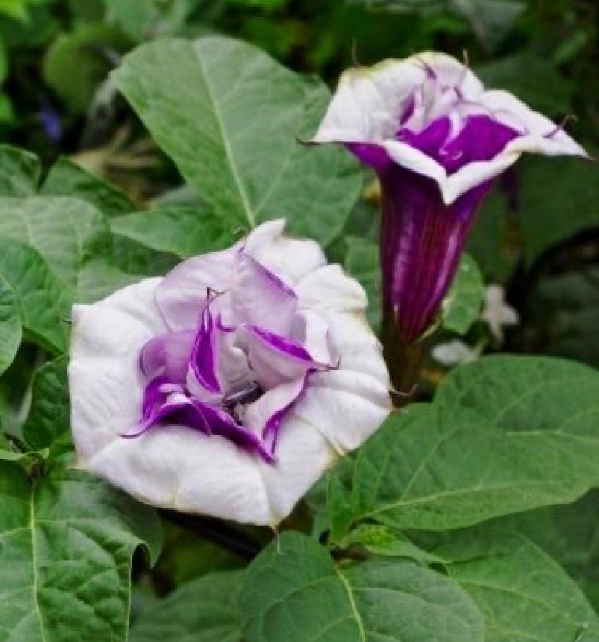Double Datura Devil’s Golden Yellow Queen Seeds ~ Angel Trumpet ~ Datura Metel ~Datura Golden Yellow Queen ~ Chlorantha ~ Moonflower