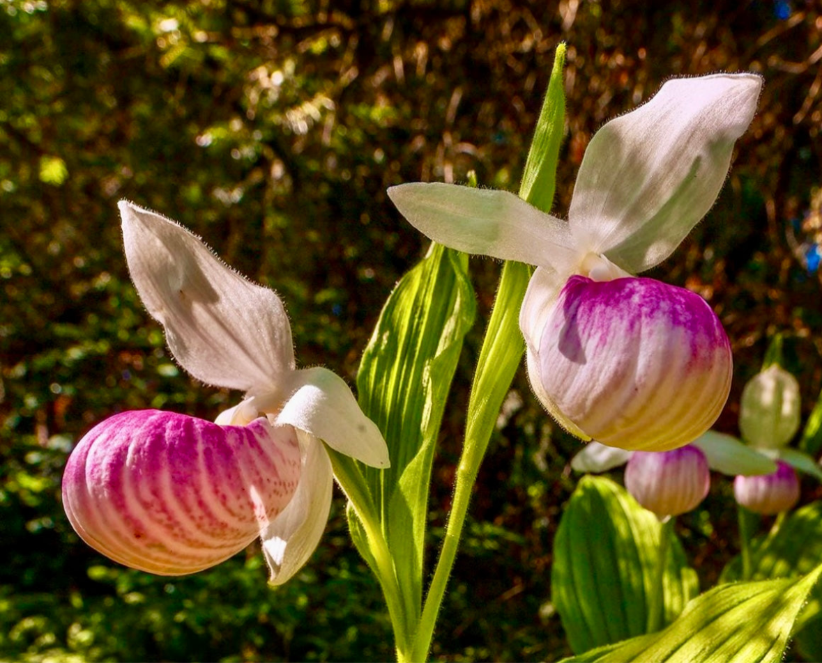 Showy Lady’s Slipper Orchid Starter Grow Kit ~ Cypripedium Parviflorum ~ Stocking Stuffers ~ Fun Projects