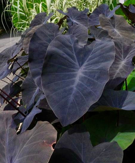 Colocasia Black Magic Seeds ~ Black Elephant Ear Plant ~ Taro ~ Araceae ~ Houseplants ~ Green House ~ Gardening ~ Spring ~ Cool Plants