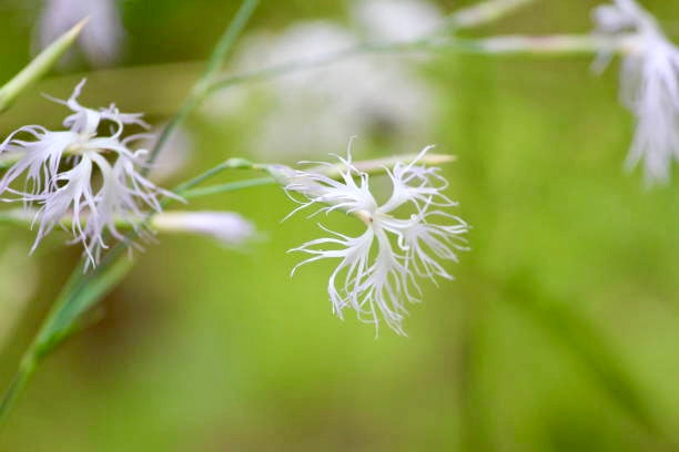 Dianthus Superbus Seeds ~ Fringed Pink ~ Grow Your Own ~ Pretty Flowers ~ Cool Flowers ~ Pink ~ Flowers ~ Flowering ~ Garden ~ Fringe
