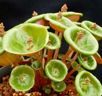 Rare Crassula Umbella Semillas Seeds ~ 'Wine Cup' ~ Flowers ~ Succulents ~ Plants ~ Garden ~ Grow Your Own ~ Easy Care