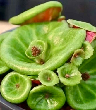 succulent plant with seeds on leaves Rare Crassula Umbella Semillas Seeds ~ 'Wine Cup' ~ Flowers ~ Succulen – Your Plant Bitch