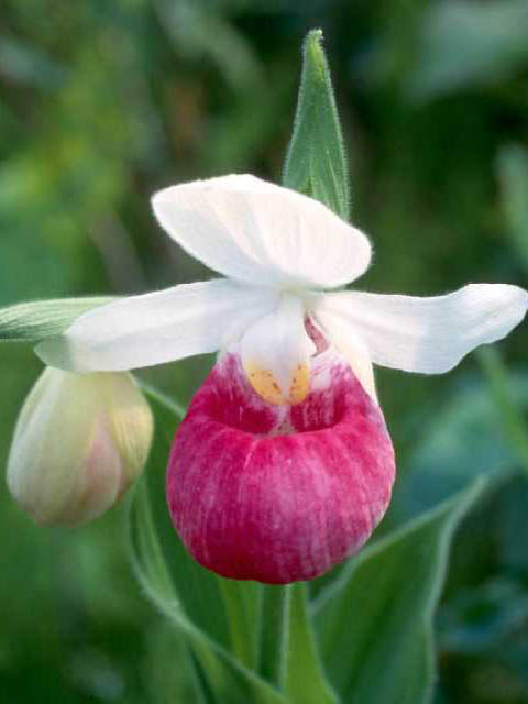 Showy Lady’s Slipper Orchid Starter Grow Kit Cypripedium Reginae Queen’s Lady’s Slipper Michigan State Flower