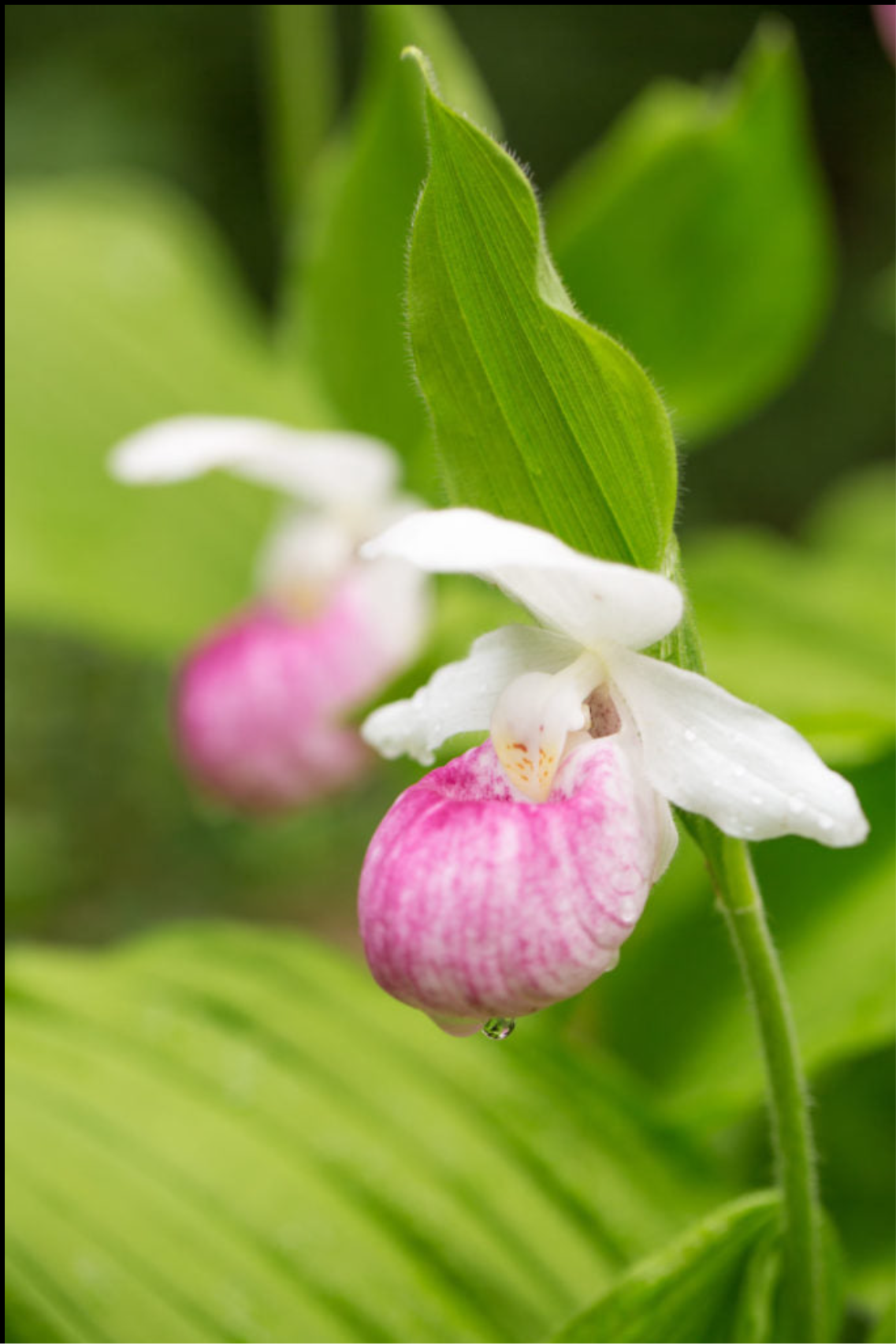 Showy Lady’s Slipper Orchid Starter Grow Kit ~ Cypripedium Parviflorum ~ Stocking Stuffers ~ Fun Projects