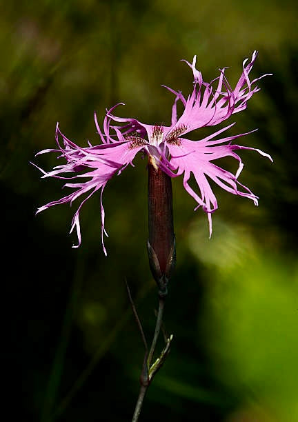 Dianthus Superbus Seeds ~ Fringed Pink ~ Grow Your Own ~ Pretty Flowers ~ Cool Flowers ~ Pink ~ Flowers ~ Flowering ~ Garden ~ Fringe