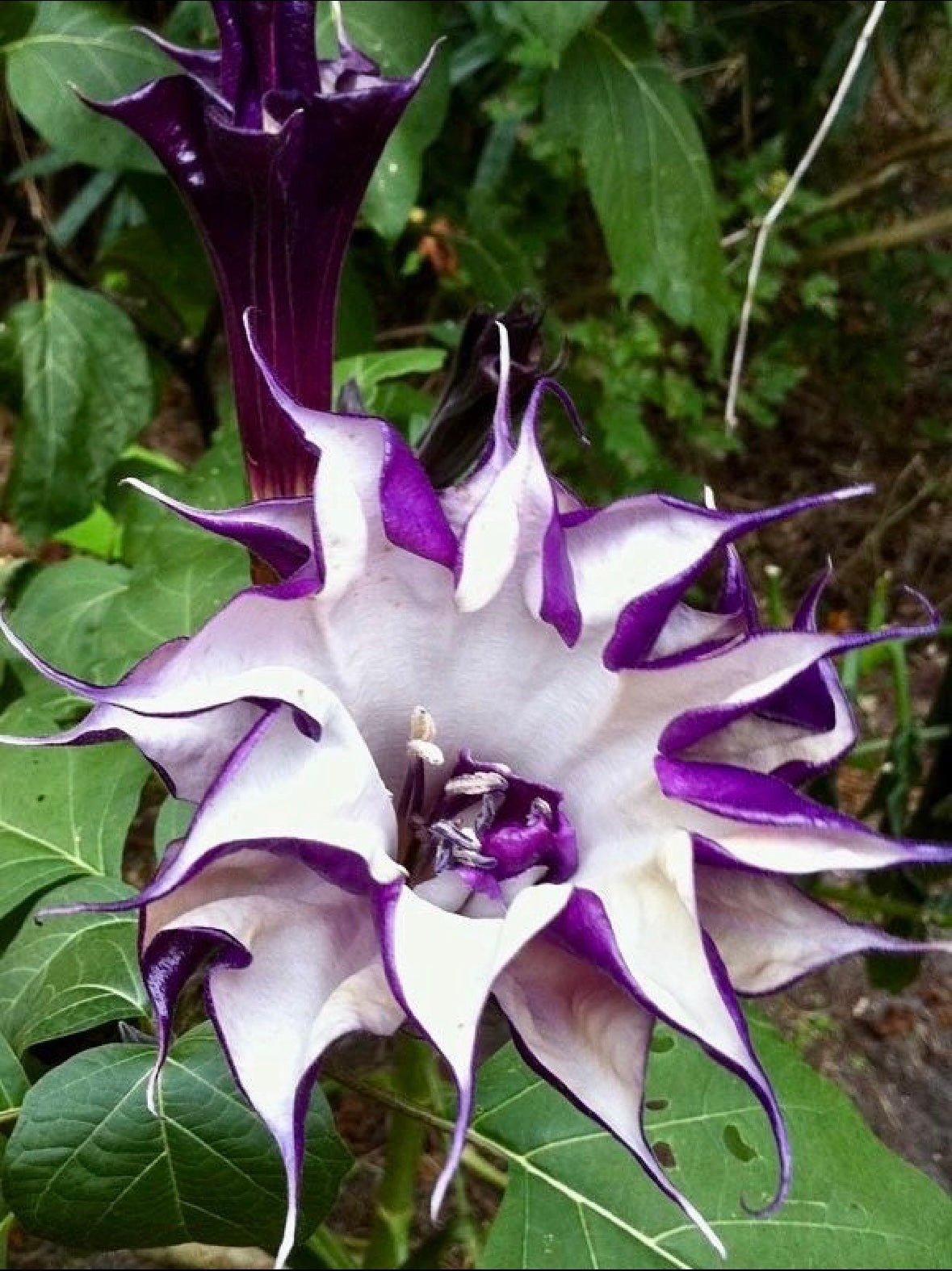 Double Datura Devil’s Golden Yellow Queen Seeds ~ Angel Trumpet ~ Datura Metel ~Datura Golden Yellow Queen ~ Chlorantha ~ Moonflower