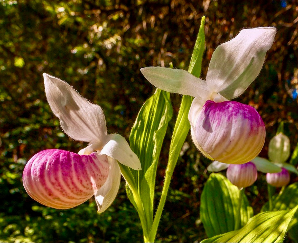 Pink Lady Purple Lady Slipper Flower Showy Lady's Slipper Orchid