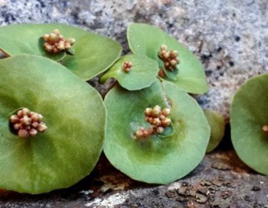 Rare Crassula Umbella Semillas Seeds ~ 'Wine Cup' ~ Flowers ~ Succulents ~ Plants ~ Garden ~ Grow Your Own ~ Easy Care