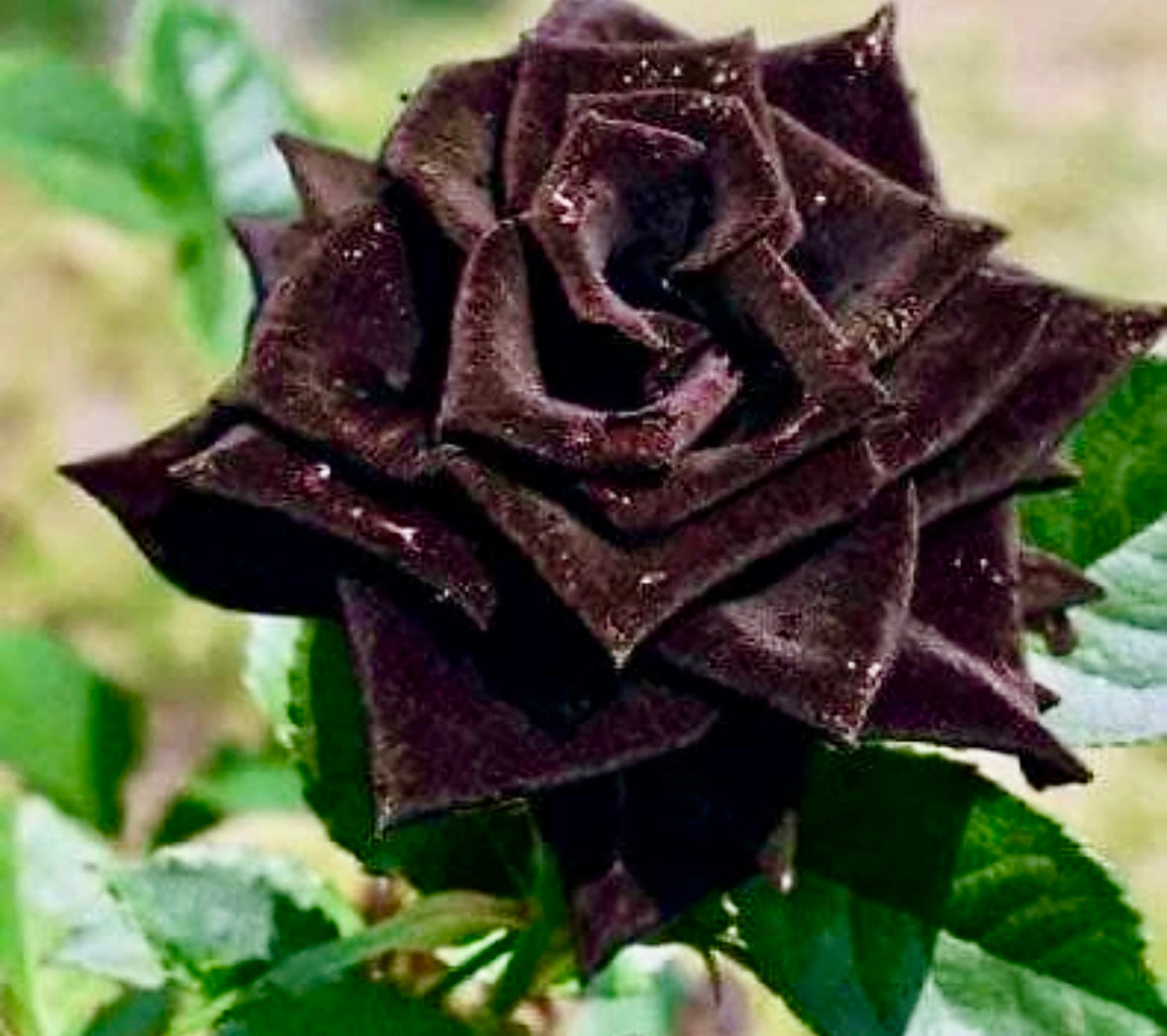 Black Magic Rose Seeds ~ Plants ~ Garden ~ Grow Your Own ~ Spring Flowers ~ Instead of Flowers ~ Presents