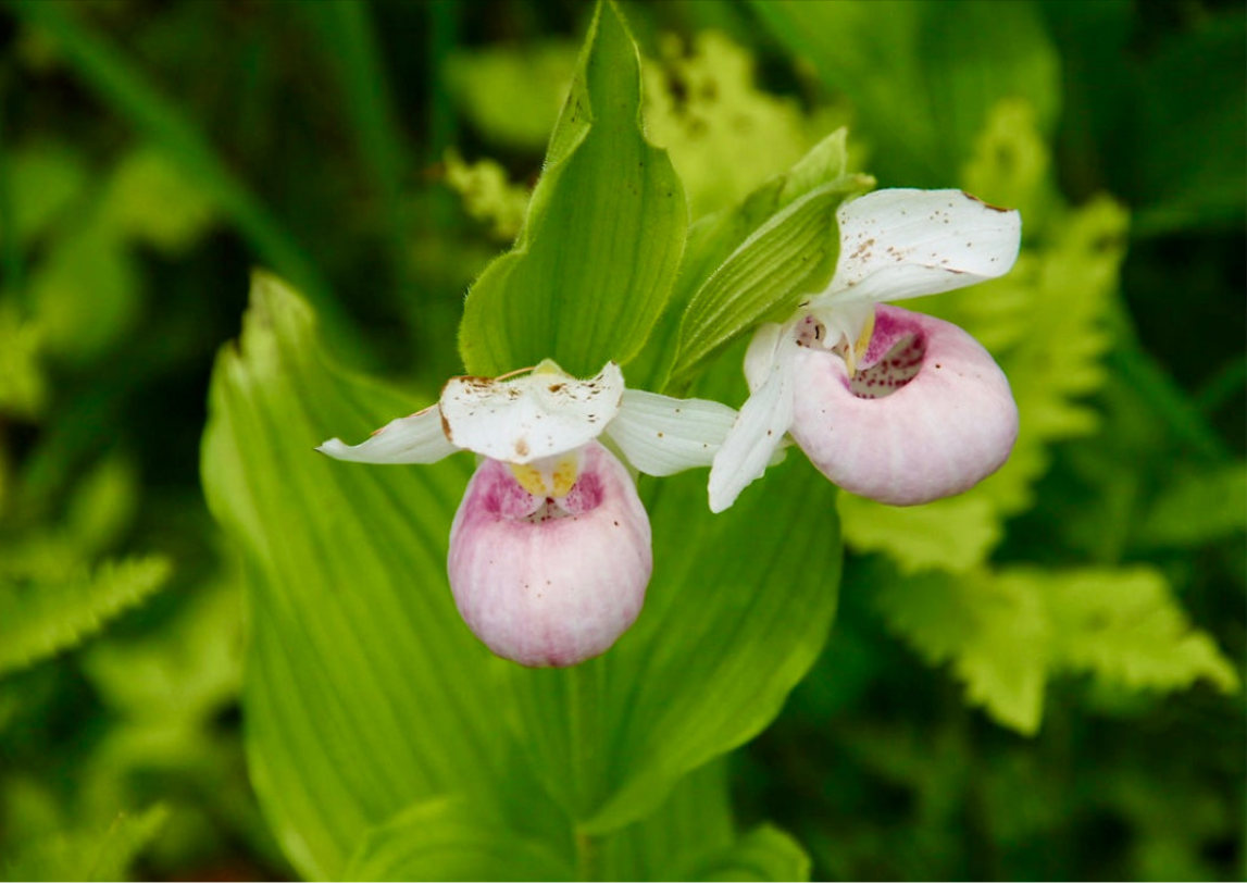 Showy Lady’s Slipper Orchid Starter Grow Kit ~ Cypripedium Parviflorum ~ Stocking Stuffers ~ Fun Projects