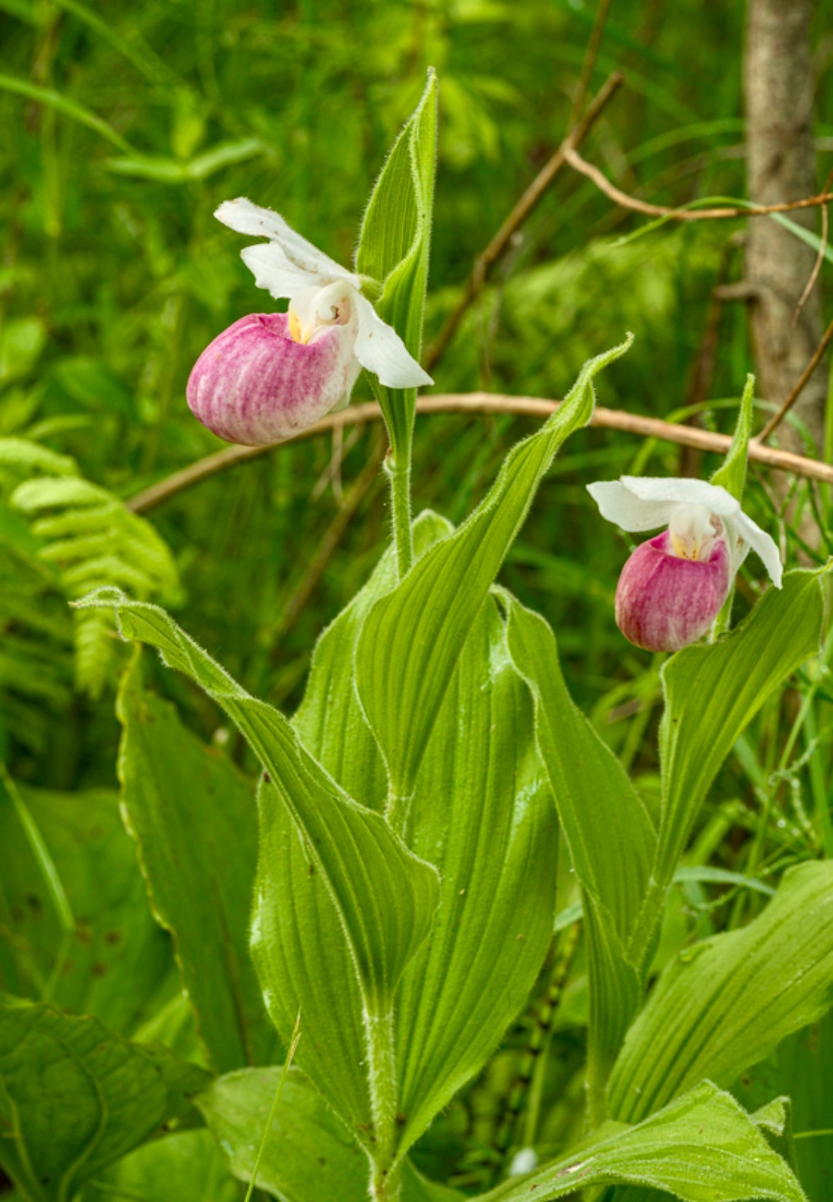 Showy Lady’s Slipper Orchid Starter Grow Kit Cypripedium Reginae Queen’s Lady’s Slipper Michigan State Flower