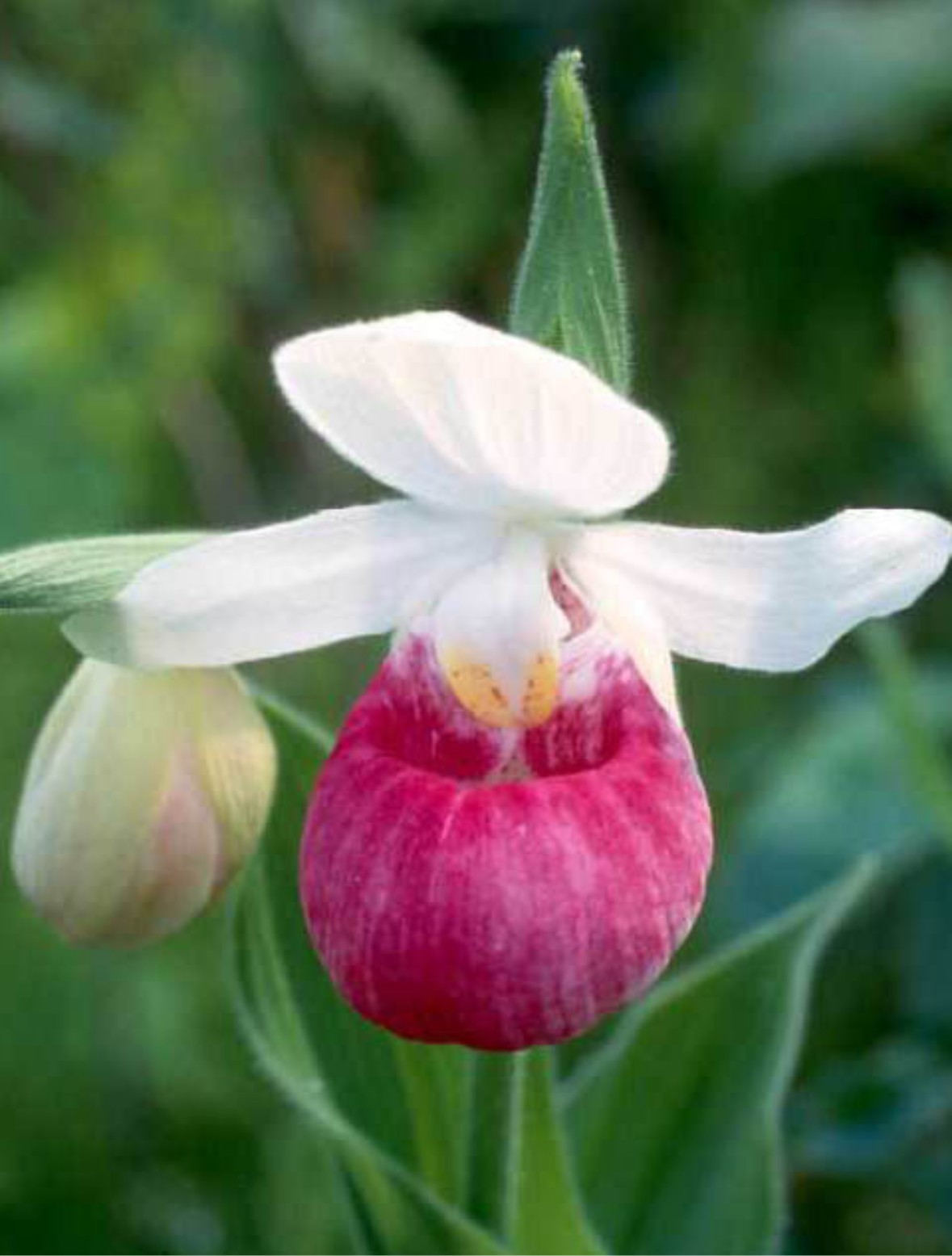 Showy Lady’s Slipper Orchid Starter Grow Kit ~ Cypripedium Parviflorum ~ Stocking Stuffers ~ Fun Projects