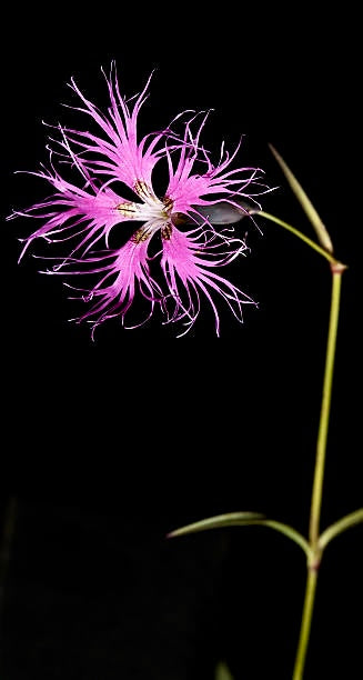 Dianthus Superbus Seeds ~ Fringed Pink ~ Grow Your Own ~ Pretty Flowers ~ Cool Flowers ~ Pink ~ Flowers ~ Flowering ~ Garden ~ Fringe