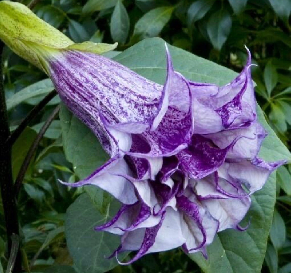 Double Datura Devil’s Golden Yellow Queen Seeds ~ Angel Trumpet ~ Datura Metel ~Datura Golden Yellow Queen ~ Chlorantha ~ Moonflower