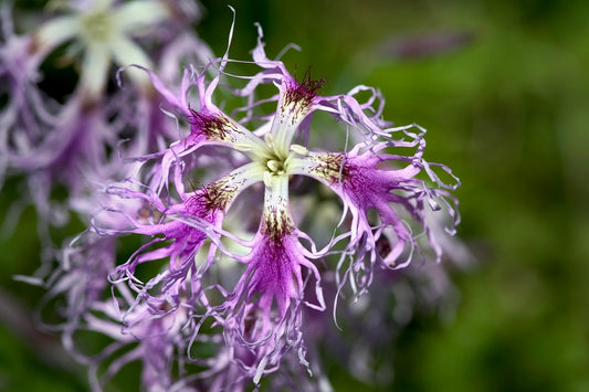 Dianthus Superbus Seeds ~ Fringed Pink ~ Grow Your Own ~ Pretty Flowers ~ Cool Flowers ~ Pink ~ Flowers ~ Flowering ~ Garden ~ Fringe