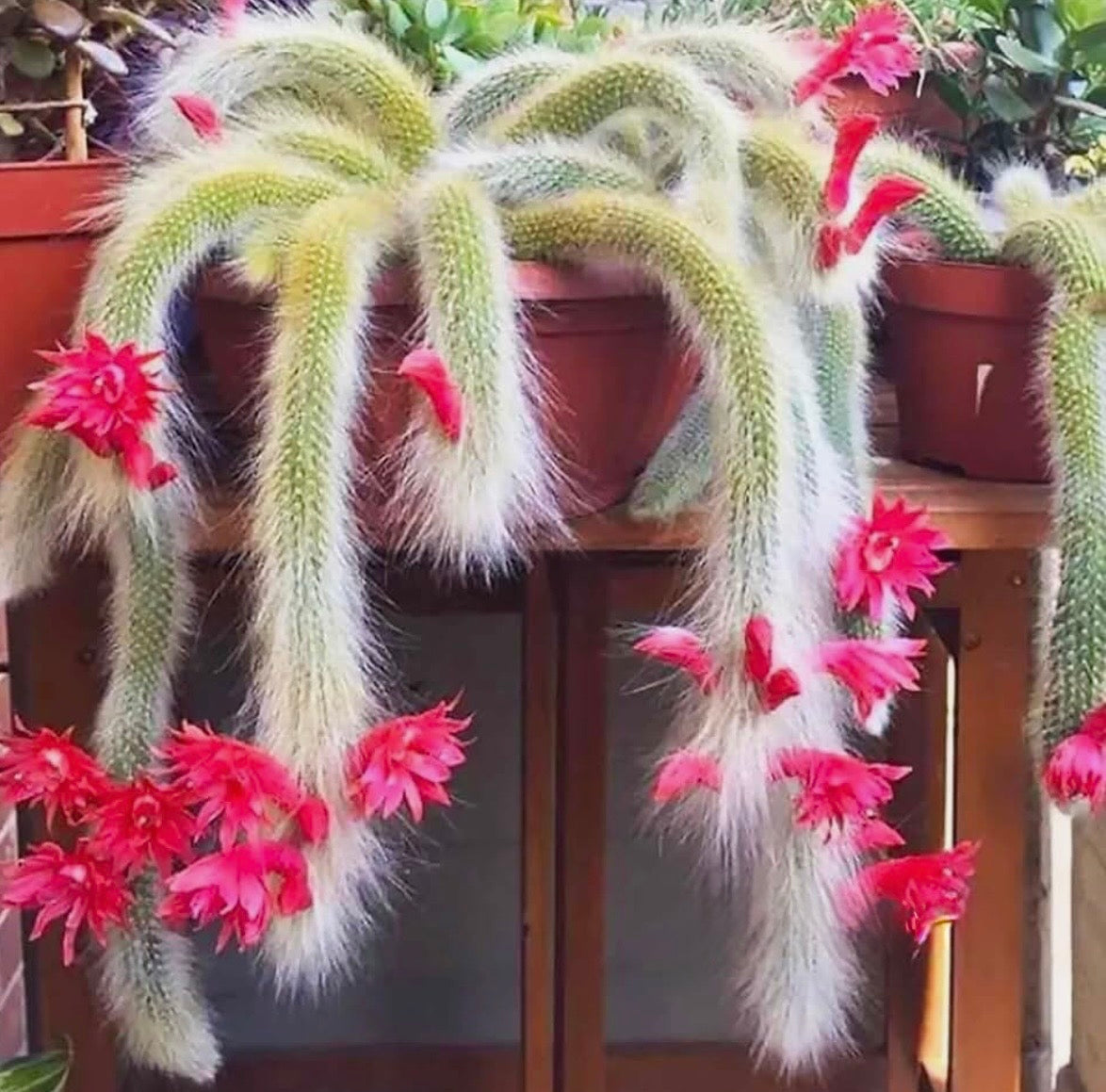 cactus flower seeds Monkey Tail Cactus Seeds ~ Cacti ~ Grow Your Own ~ Spring Flowers ~ In – Your Plant Bitch