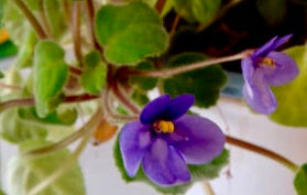 Mixed Fancy African Violet Seeds ~ House Plants ~ Christmas Presents ~ Holiday Gifts ~ Stocking Stuffers