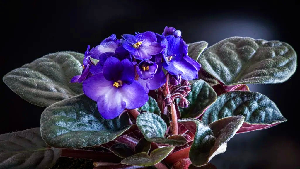 Mixed Fancy African Violet Seeds ~ House Plants ~ Christmas Presents ~ Holiday Gifts ~ Stocking Stuffers