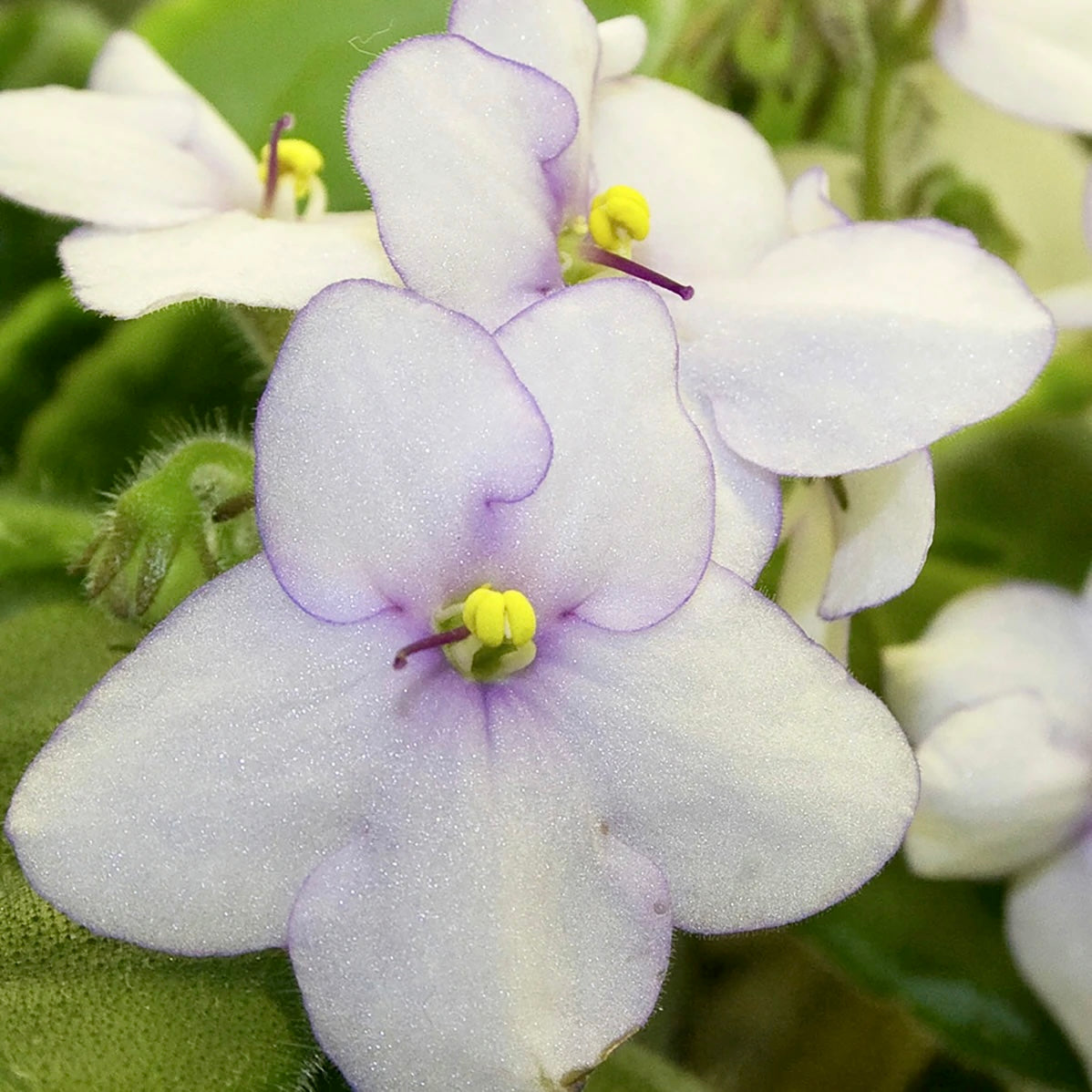 Mixed Fancy African Violet Seeds ~ House Plants ~ Christmas Presents ~ Holiday Gifts ~ Stocking Stuffers