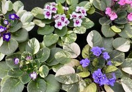 Mixed Fancy African Violet Seeds ~ House Plants ~ Christmas Presents ~ Holiday Gifts ~ Stocking Stuffers