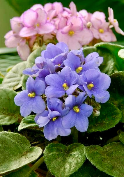 Mixed Fancy African Violet Seeds ~ House Plants ~ Christmas Presents ~ Holiday Gifts ~ Stocking Stuffers