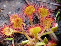 Drosera Roundleaf Sundew Starter Grow Kit ~ Rotundifolia Sundews ~ Roundleaf Sundew ~ Carnivorous Plants ~ Sundews ~ Carnivorous ~ Bug Eating ~ Oblong-leaved Sundew ~ Carnivore