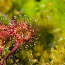 Drosera Roundleaf Sundew Starter Grow Kit ~ Rotundifolia Sundews ~ Roundleaf Sundew ~ Carnivorous Plants ~ Sundews ~ Carnivorous ~ Bug Eating ~ Oblong-leaved Sundew ~ Carnivore