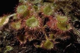 Drosera Roundleaf Sundew Starter Grow Kit ~ Rotundifolia Sundews ~ Roundleaf Sundew ~ Carnivorous Plants ~ Sundews ~ Carnivorous ~ Bug Eating ~ Oblong-leaved Sundew ~ Carnivore