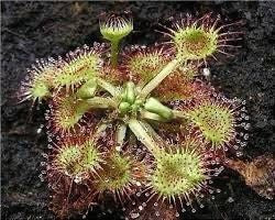 Drosera Roundleaf Sundew Starter Grow Kit ~ Rotundifolia Sundews ~ Roundleaf Sundew ~ Carnivorous Plants ~ Sundews ~ Carnivorous ~ Bug Eating ~ Oblong-leaved Sundew ~ Carnivore