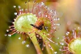 Drosera Roundleaf Sundew Starter Grow Kit ~ Rotundifolia Sundews ~ Roundleaf Sundew ~ Carnivorous Plants ~ Sundews ~ Carnivorous ~ Bug Eating ~ Oblong-leaved Sundew ~ Carnivore