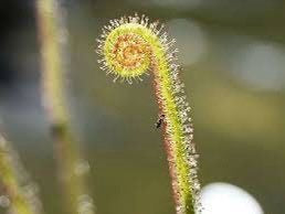 Drosera Filiformis Starter Grow Kit ~ Sundew Drosera ~ Threadleaf Sundew ~ Insectivorous ~ Bug Eating ~ Cool plants ~ Easy to Grow ~ Houseplants