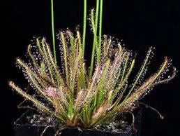 Drosera Filiformis Starter Grow Kit ~ Sundew Drosera ~ Threadleaf Sundew ~ Insectivorous ~ Bug Eating ~ Cool plants ~ Easy to Grow ~ Houseplants