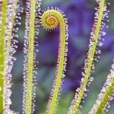 Drosera Filiformis Starter Grow Kit ~ Sundew Drosera ~ Threadleaf Sundew ~ Insectivorous ~ Bug Eating ~ Cool plants ~ Easy to Grow ~ Houseplants