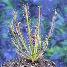 Drosera Filiformis Starter Grow Kit ~ Sundew Drosera ~ Threadleaf Sundew ~ Insectivorous ~ Bug Eating ~ Cool plants ~ Easy to Grow ~ Houseplants