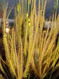 Drosera Filiformis Starter Grow Kit ~ Sundew Drosera ~ Threadleaf Sundew ~ Insectivorous ~ Bug Eating ~ Cool plants ~ Easy to Grow ~ Houseplants