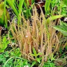 Drosera Filiformis Starter Grow Kit ~ Sundew Drosera ~ Threadleaf Sundew ~ Insectivorous ~ Bug Eating ~ Cool plants ~ Easy to Grow ~ Houseplants