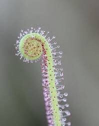 Drosera Filiformis Starter Grow Kit ~ Sundew Drosera ~ Threadleaf Sundew ~ Insectivorous ~ Bug Eating ~ Cool plants ~ Easy to Grow ~ Houseplants