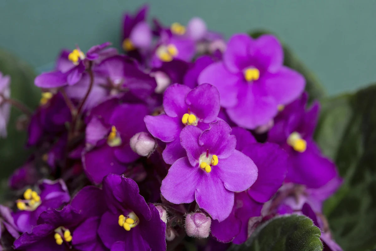 Mixed Fancy African Violet Seeds ~ House Plants ~ Christmas Presents ~ Holiday Gifts ~ Stocking Stuffers