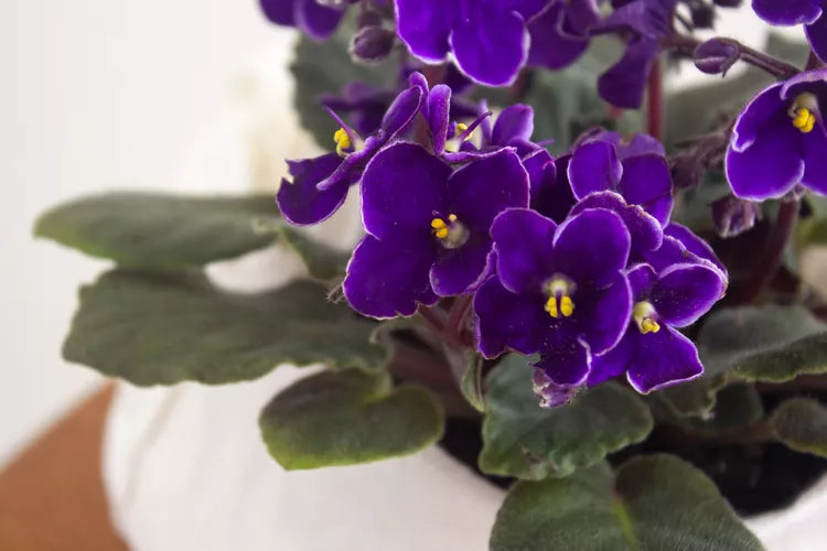 Mixed Fancy African Violet Seeds ~ House Plants ~ Christmas Presents ~ Holiday Gifts ~ Stocking Stuffers