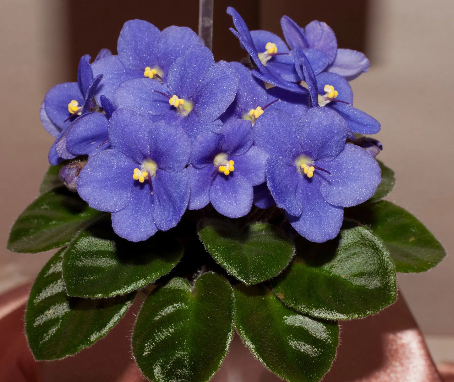 Mixed Fancy African Violet Seeds ~ House Plants ~ Christmas Presents ~ Holiday Gifts ~ Stocking Stuffers