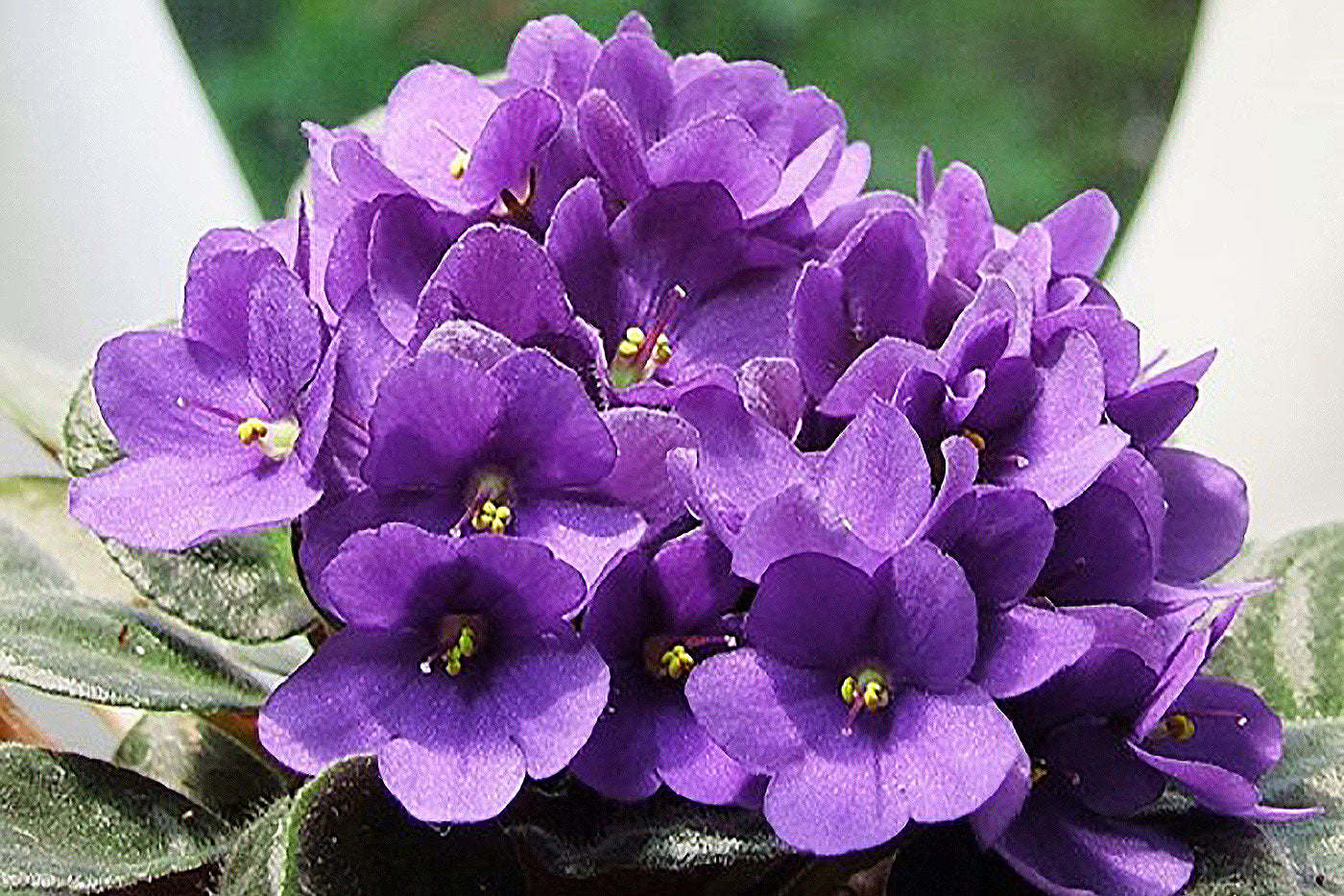 Mixed Fancy African Violet Seeds ~ House Plants ~ Christmas Presents ~ Holiday Gifts ~ Stocking Stuffers